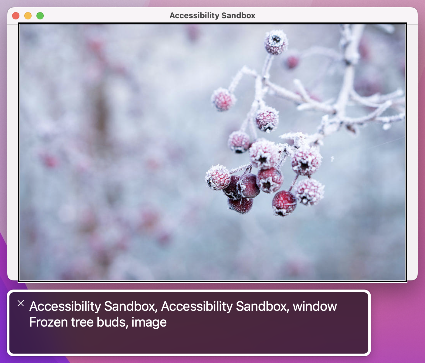 Voiceover now says 'Frozen tree buds, image'.